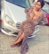 PWEETY ME