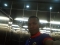 in d club