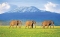 kenye is place to be as a tourist see live elephats