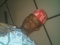 koolPope