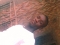 young moni