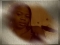 Am great
