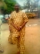 Hadj kola