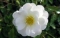 flower.