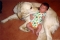 baby love dogs