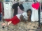 Pikin