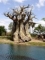 tree d la rie