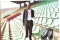 williams,inside Leopold Sedar Senghor stadium,Dakar,Senegal.