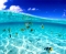 Life in the sea.