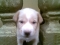 Little Jimmy