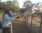at zoo in Abuja, Nigeria