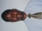 AM COOL