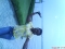 free