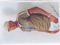 sir