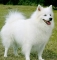 My PET