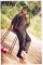 Ada