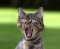 Pussy cat
