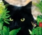 Omar