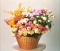 lilies