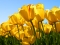 luv tulips