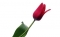 my love