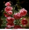 rosesssssssssssss
