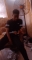 Bahdboy Kingstar