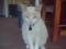 my sweet kitty (creamcicle)