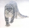 White leopard