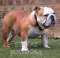 Fear the Dog