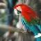 parrot