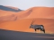 Antelope