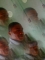 Lord Smart