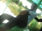 abduljalal