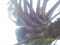 PALM WINE 4 KAFANCHAN