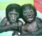 na my pals