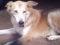 My dog
