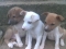 My puppies miss dem 