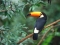 Caring Bird