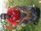 kingsley