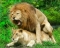 enimal love