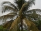 Like the palm....