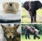 wildlife