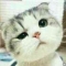lovely kitty ^_^ ~~~