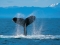 The love of a whale