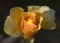 my