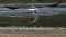 Eagle wt crocodile