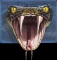 I'm so venomous be careful.