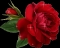 luv