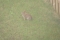 I am this rabbit